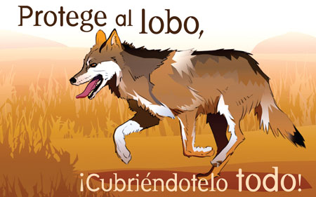 LOBO GRIS MEXICANO