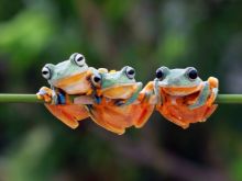 three frogs